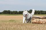 SIBERIAN HUSKY 053